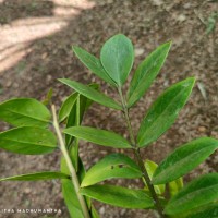 Zamioculcas zamiifolia (G.Lodd.) Engl.